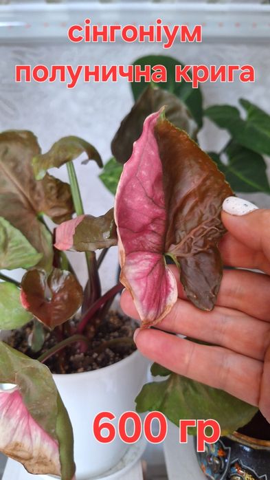 Продам растения. Сигнониум.