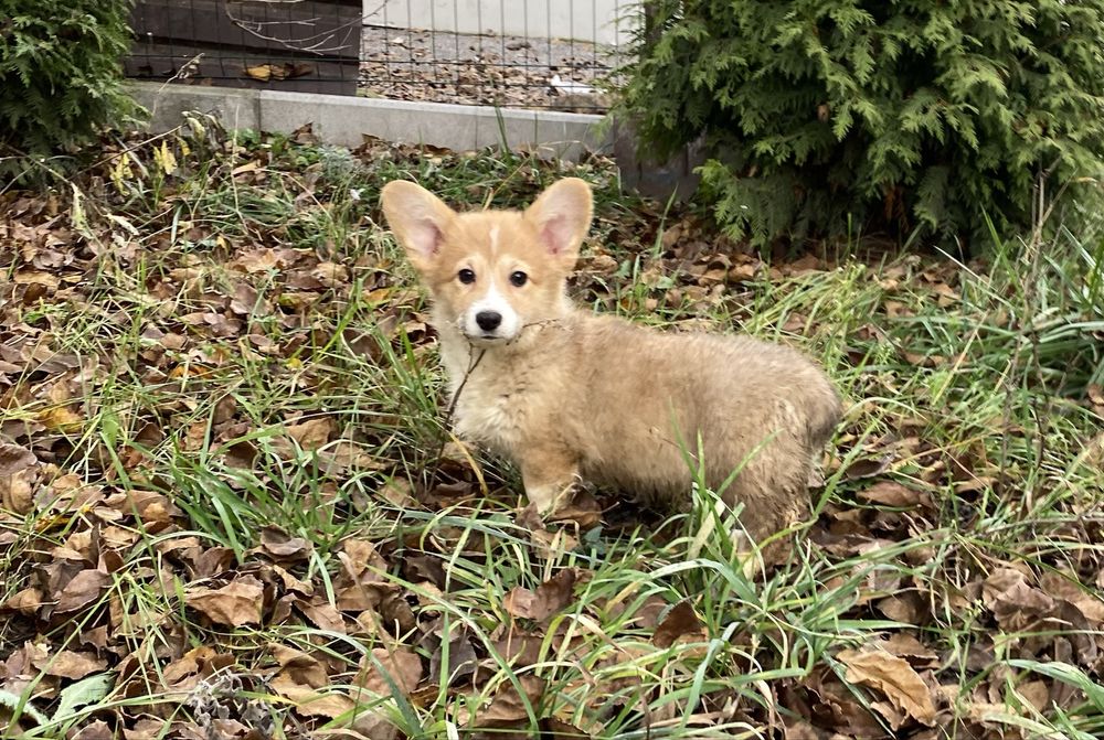 Вельш коргі пемброк бобтейл дівчинка