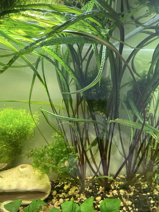 Mikrozorium, microzorium, microsorium Roślinka roslina akwariowa