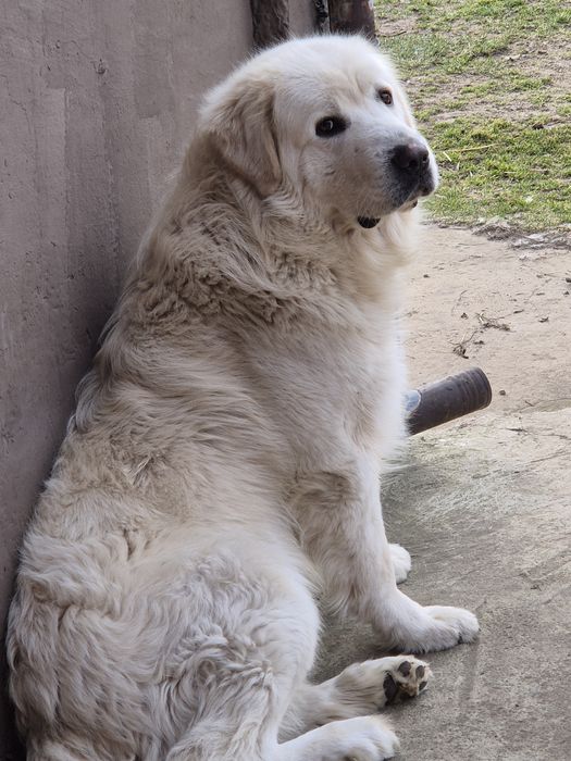 Owczarek podhlanski szczeniak z rodowodem