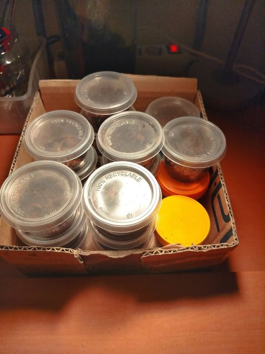 Ptaszniki lasiodora parahibana