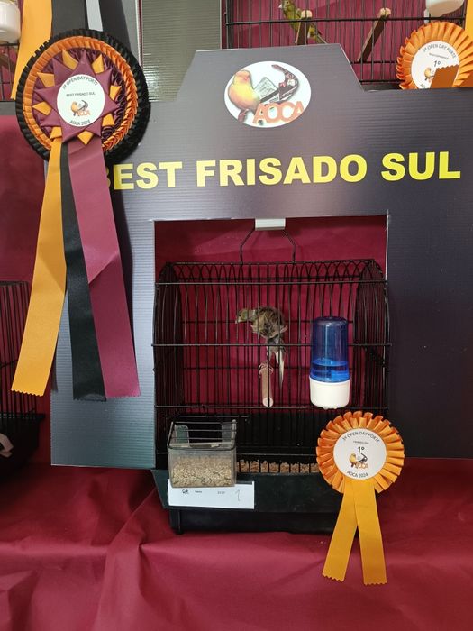 Llarguet espanhol, Fife fancy, frisado do sul