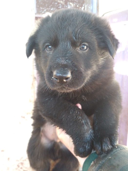 Цуцики Німецької вівчарки.