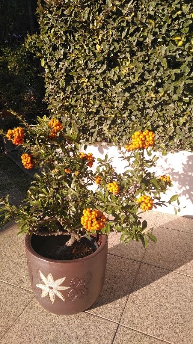 plantas de Pyracantha