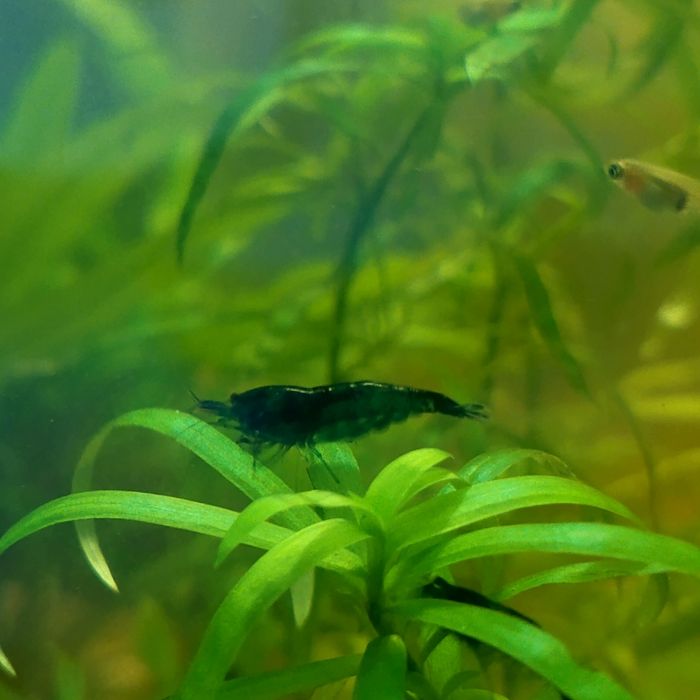 Krewetki Blue Velvet – Intensywny błękit/granat