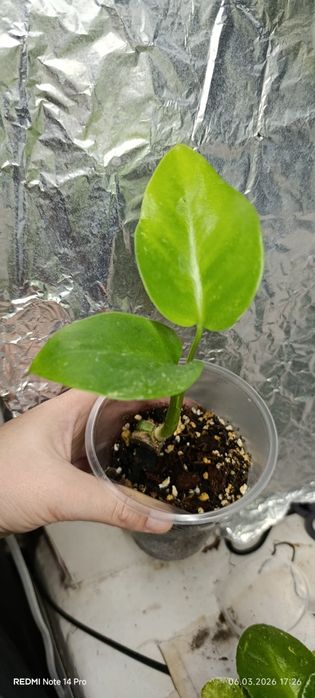 Монстера тайське сузір'я