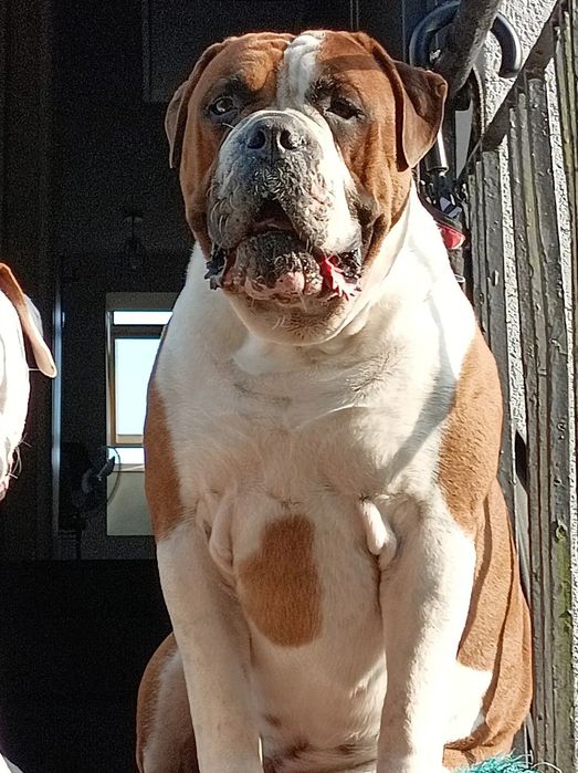 Buldog Amerykański  Suczka 6 miesięcy