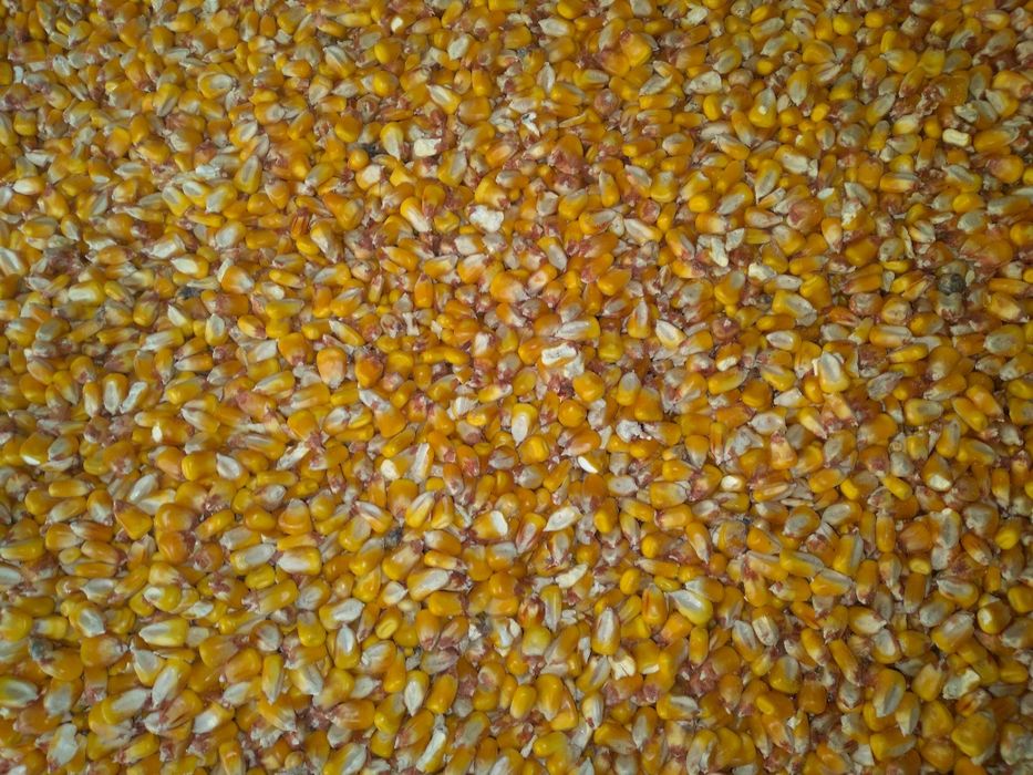 Продам кукуруза сухой цена 8.50 грн