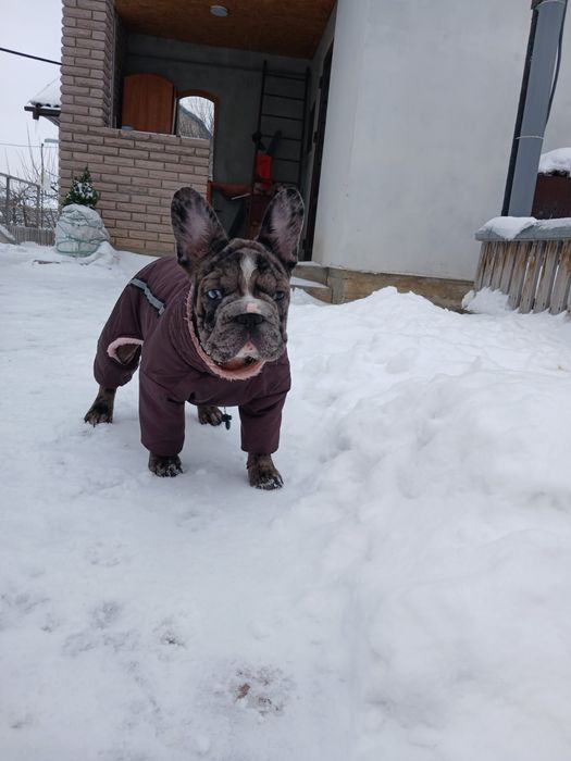 Девочка 5 месяца французский