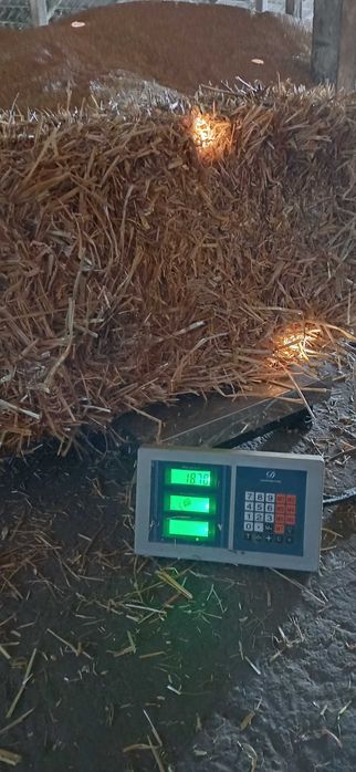 Кукуруза  Пшеница озимая  ячмень 9грн/кгрн солома ячка пшенична