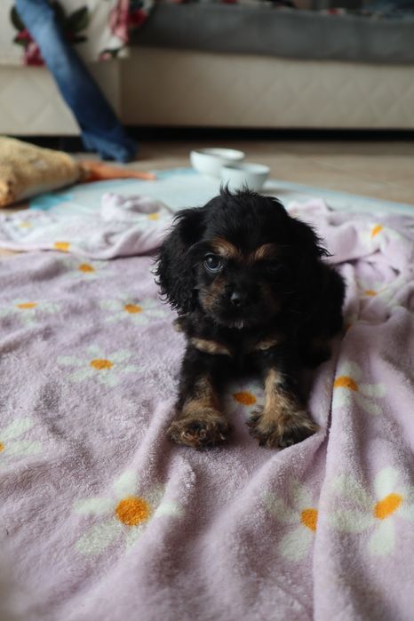 Sunia Cocker spaniel amerykański FCI