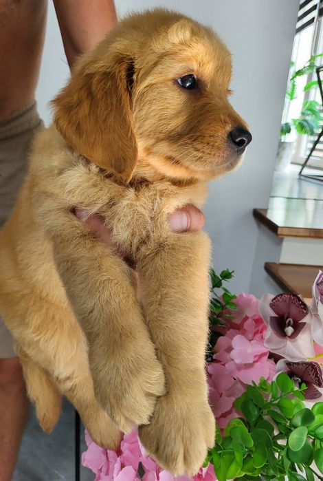 Chłopczyk golden retriever ciemno złote