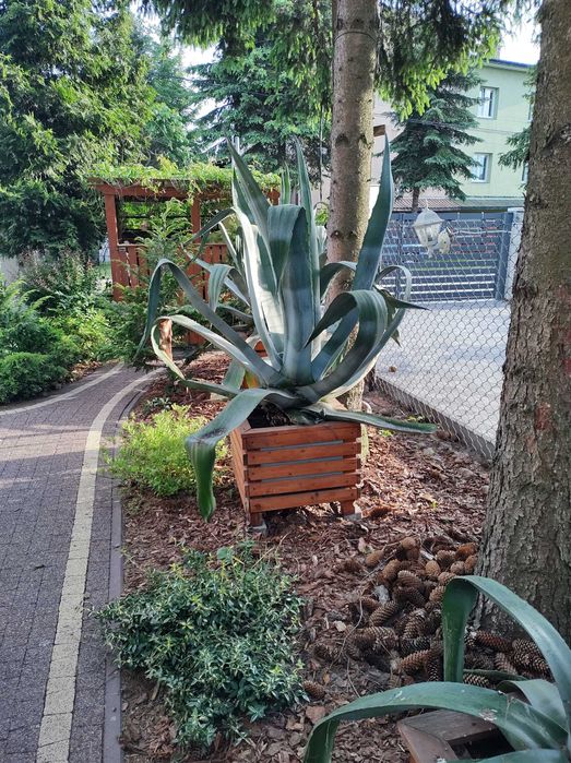 Kaktusy 180 cm z doniczką