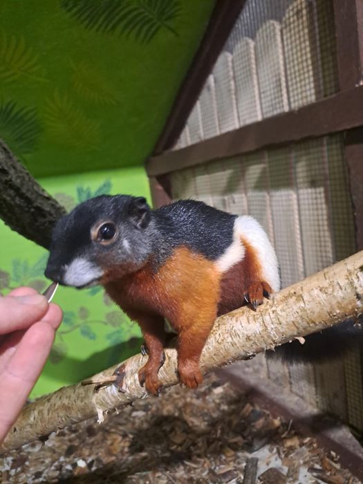 Wiewiórka trójbarwna - Samiec