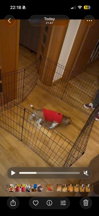 Outech Jaula Dobrável Preta para cães