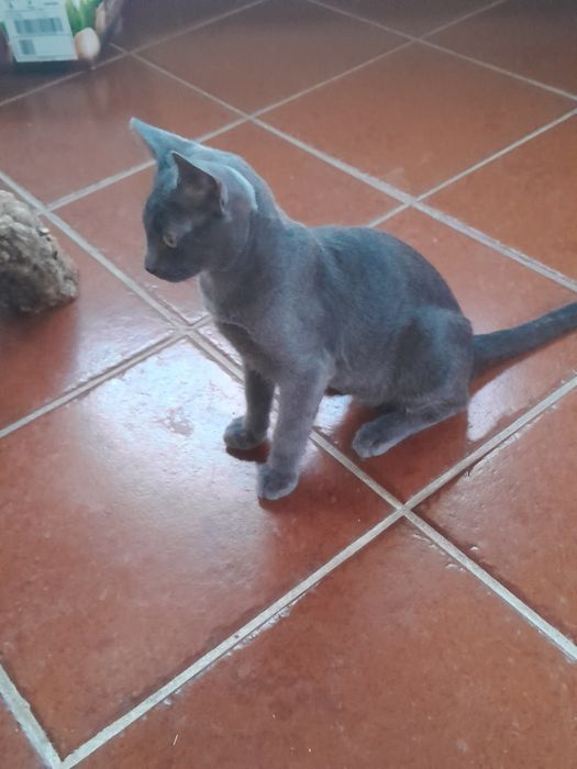 Lindo Gatinho cinzento escuro