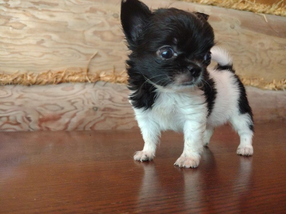 Chihuahua, sunia, mini suczka, maleńka sunia