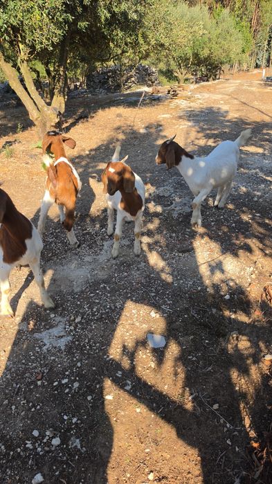 Cabras boer lindas