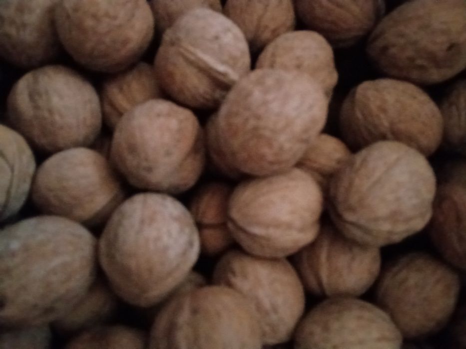 Продам орех грецкий. Урожай2025гпо цене50грн/кг