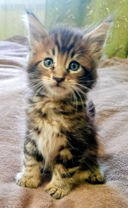 ЗНИЖКА!Пропоную не дорого кошенят,котики,  МЕЙН КУН ,від породистих  батьків..