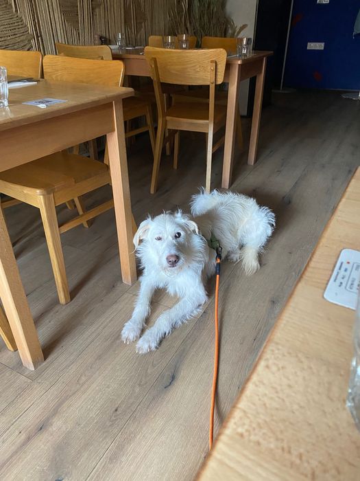 Вигуляю вашого песика