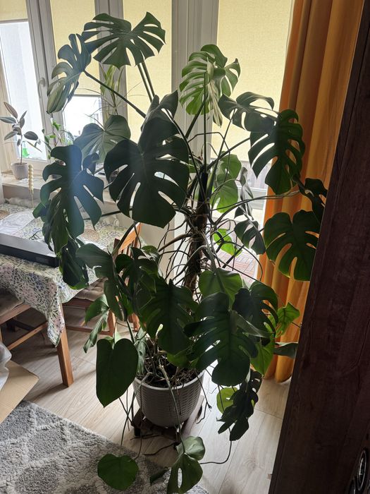 Monstera Deliciosa