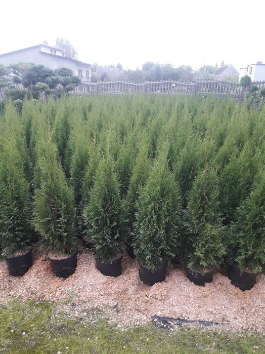 PROMOCJA !! Tuja Szmaragd wys: 80 -90 cm