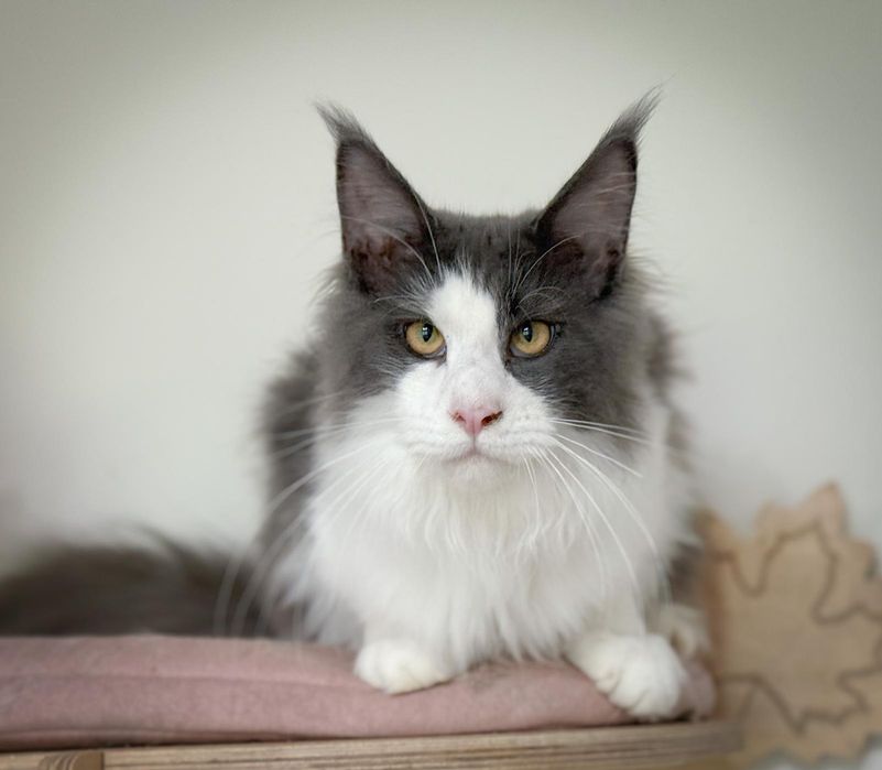 Śliczny kocurek Maine Coon