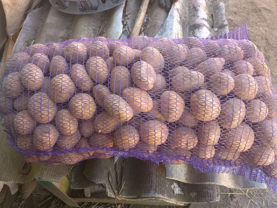 Продам смачну картоплю!