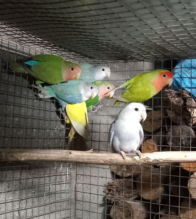 Agapornis roseicollis disponiveis