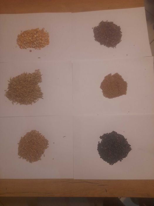 Pszenica, kukurydza, owies,