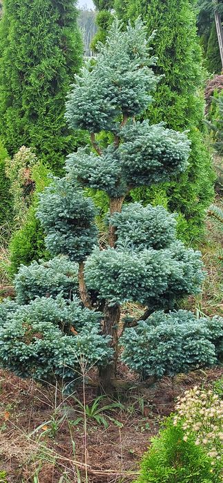 Bonsai cyprysik groszkowy boulevard