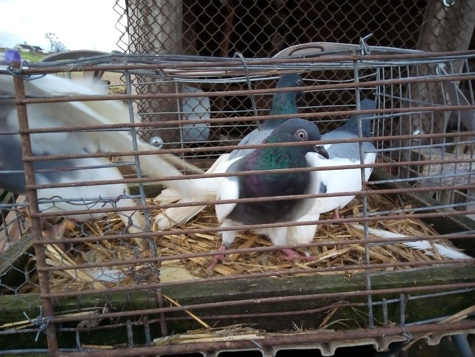 Sprzedam gołębie ozdobne różne