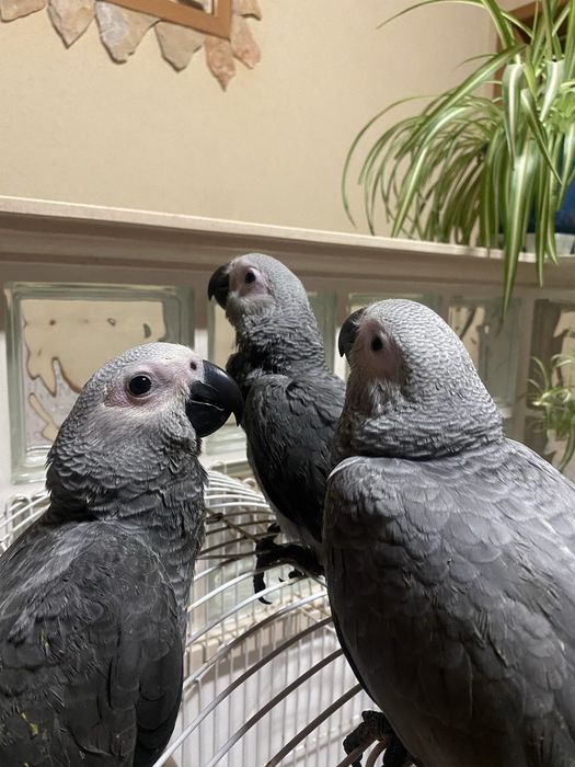 Papagaios Cinzentos