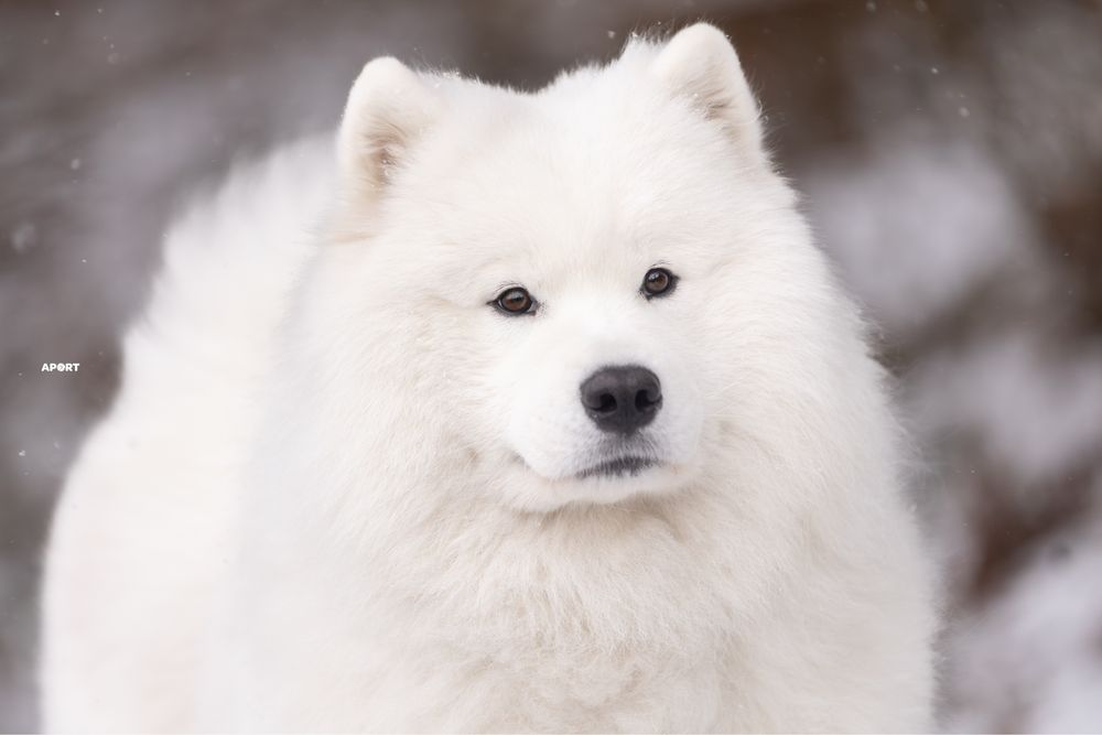 Samoyed szczenię ZKwP/Fci
