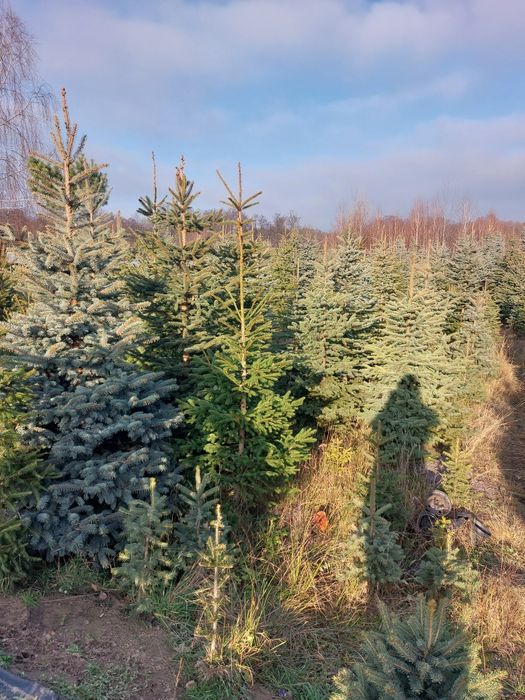 Choinki z dowozem do klienta.