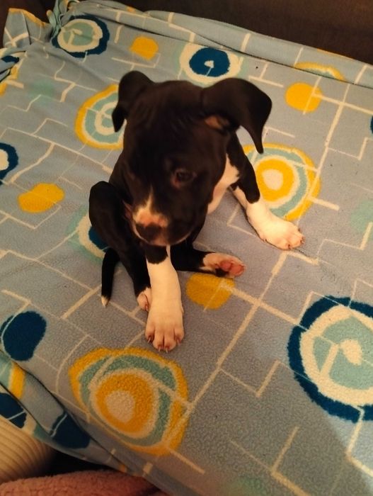 Pitt bull  menina com dois meses