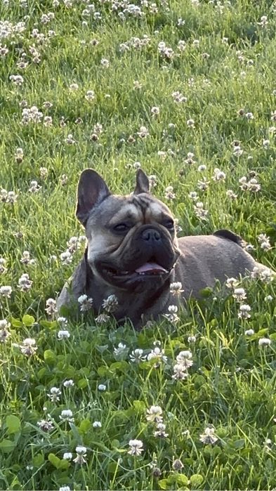 Французский бульдог вязка