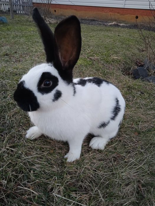 Продам кролики породи строкач