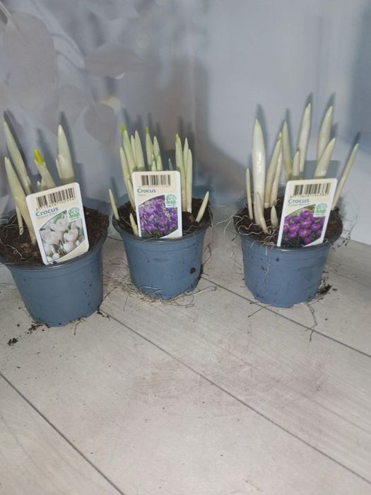 Скімія.Хризантема.Мускарі.Крокуси.Гіпеаструм.