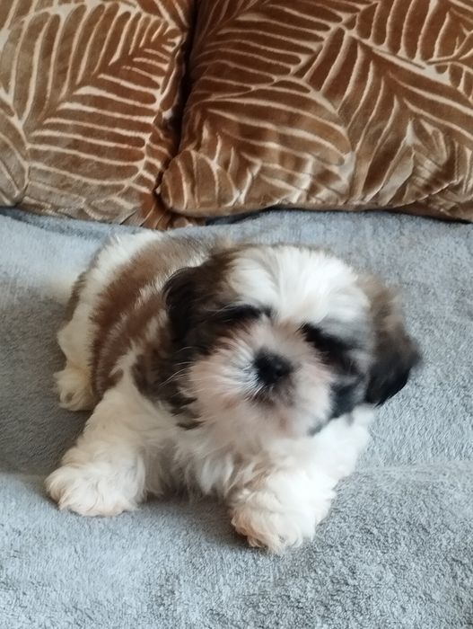 Shih tzu piękny piesek do odbioru