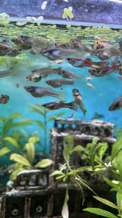 Peixes Guppys juniores