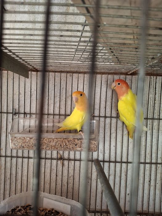 Aves de bico curvo