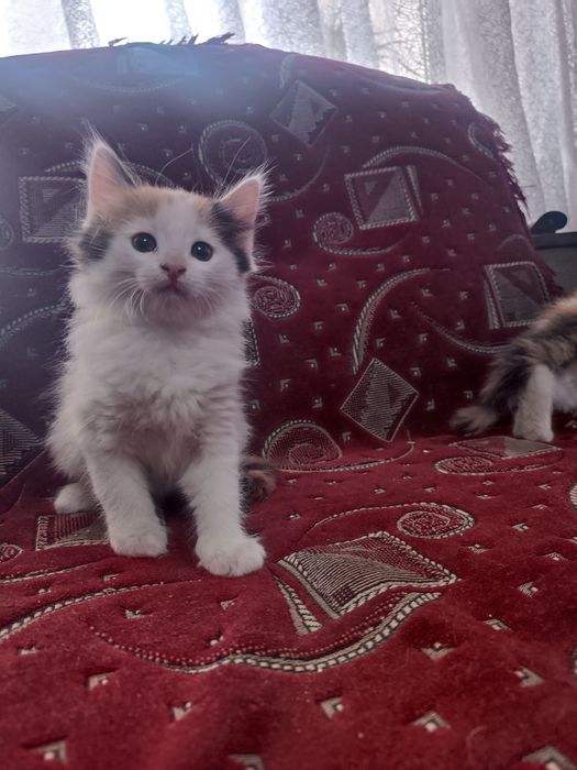 Персицькі котики з Тернополя