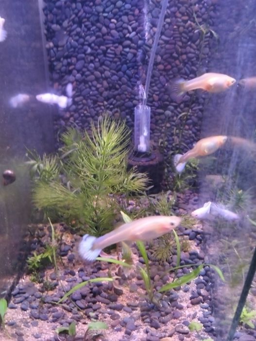 Guppys Velvet White  3- 10€