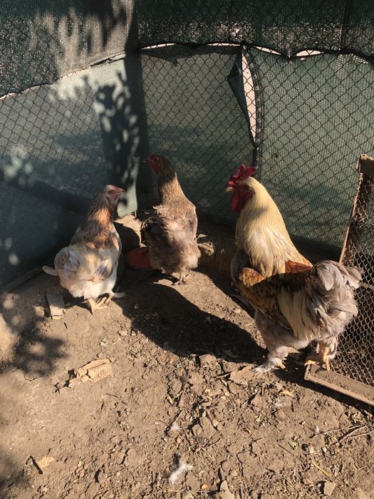 Продам курей БРАМА.