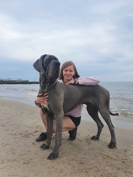 Opieka nad psem, hotel dla psów