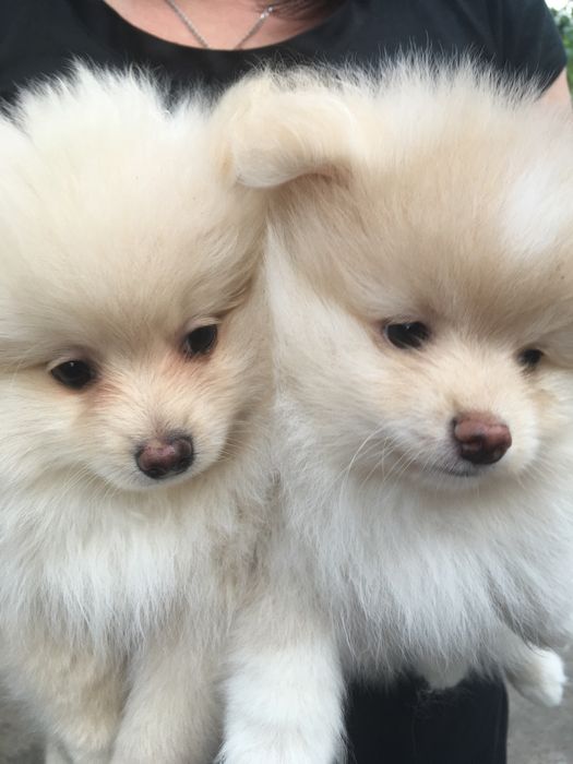 Померанские шпицы,два мальчика и девчуля