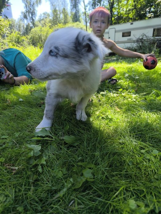 Border colie piesek blue merle
