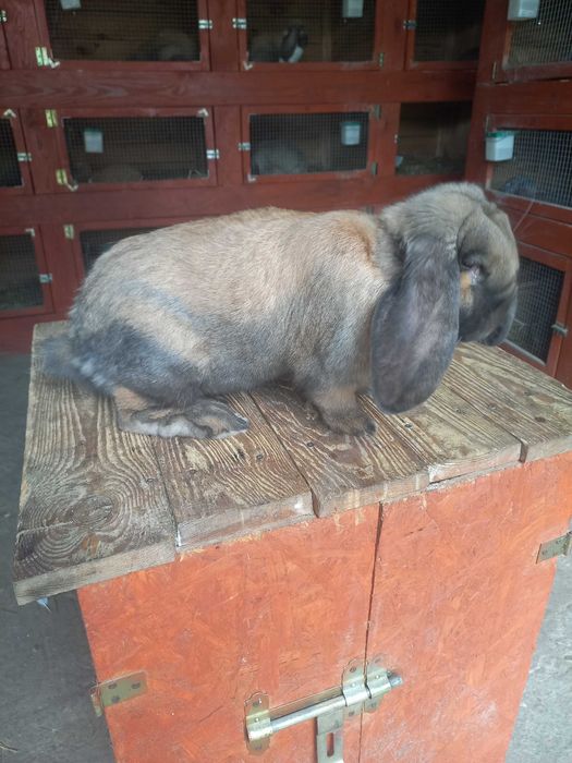 Baran francuski madagaskarowy samica fbm króliki barany francuskie rodowód